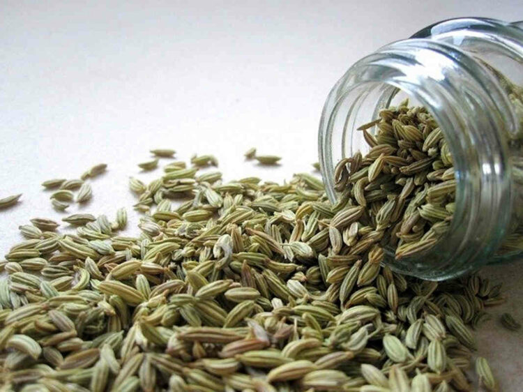 Chewing fennel seeds: all the health benefits