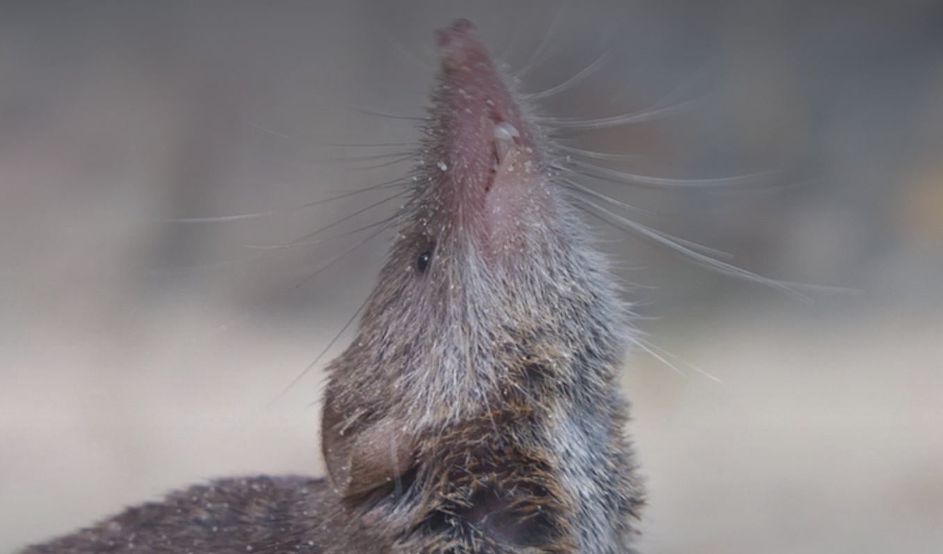 Scoperta nuova specie di mammifero toporagno maggiore dai denti