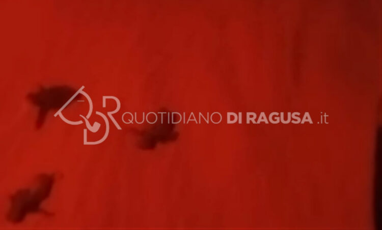 Sono nate le tartarughe Caretta caretta sulla spiaggia di Bruca