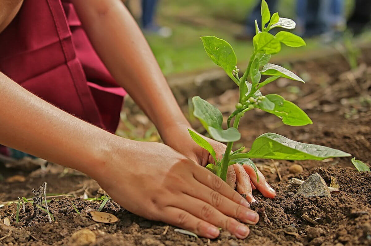 Festa dell’albero, piantumati numerosi alberi in città